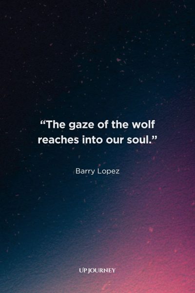 Lone Wolf Quotes: “The gaze of the wolf reaches into our soul.” — Barry Lopez